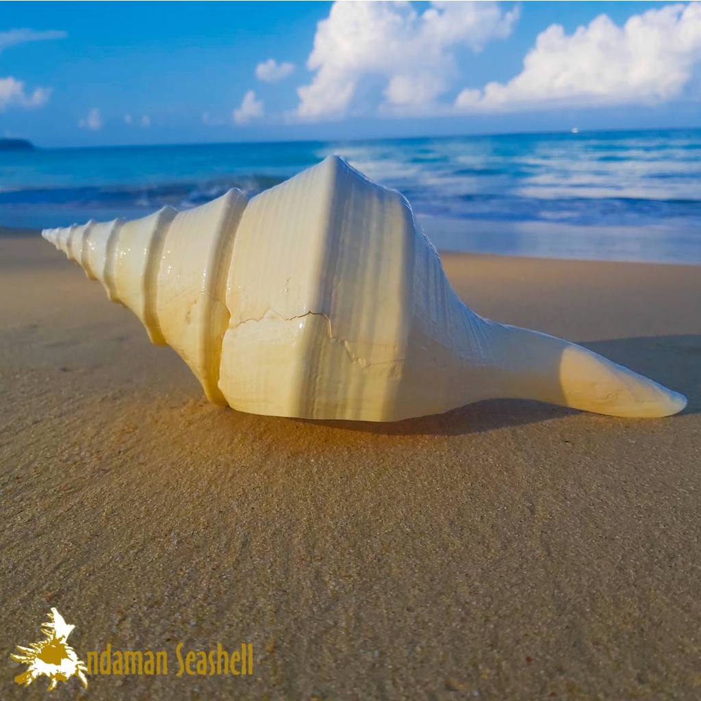 andaman-seashell-เปลือกหอย-เปลือกหอยสังข์ส้ม-สังข์ออสเตรเลีย-syrinx-aruanus