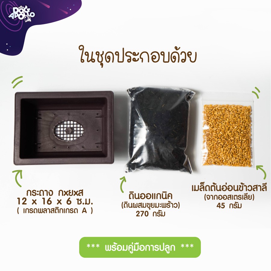 ชุดปลูก-ต้นข้าวสาลี-สัตว์เลี้ยง-ข้าวสาลี-ต้นอ่อนข้าวสาลี-อาหารแมว-เมล็ดข้าวสาลี-ของเล่นแมว-หญ้าแมว-คอนโดแมว-ต้นไม้แมว