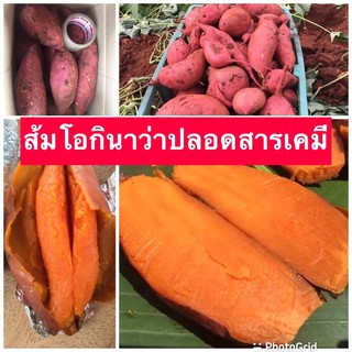 สินค้า มันหวานญี่ปุ่น 1 กิโลกรัม ส้มโอกินาว่า ปลอดสารเคมี ปลูกที่ไทย เขาใหญ่อำปากช่อง