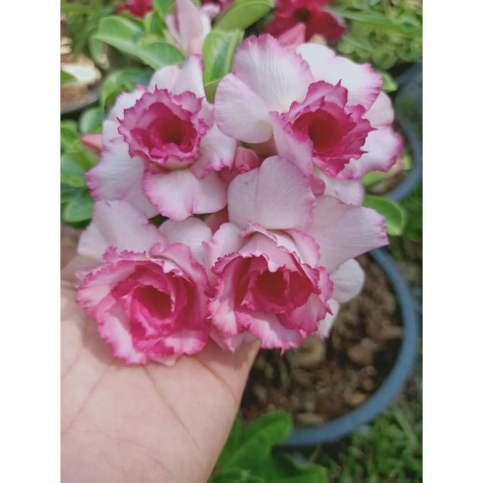 ขาย-ต้นพันธุ์-มีสีให้เลือก-ดอก-ต้น-ชวนชม-กุหลาบทะเลทราย-desert-rose-adenium-fadel