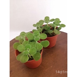 (Live plant) Cuban Oregano / อัตราแลกเปลี่ยนเปโซคิวบาออริกาโน่上衣/男装/儿童/种子/帽子/内裤/木瓜/母婴/手链/玫瑰/ AVOR