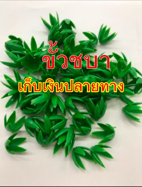 1กิโลฟรี100-กรัม-ดอกพุดวง-พุดเดียว-ขั้วชบา-ขั้วดอกรัก-ส่งของด่วนj-amp-t-expressขั้วชบาติดกลีบดอกรัก