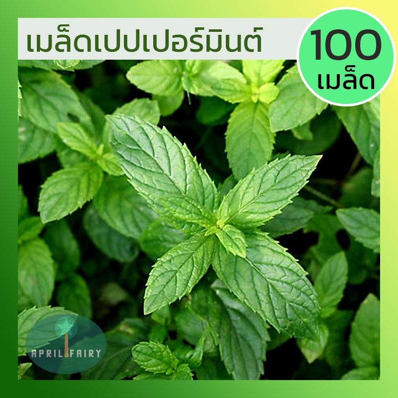 100เมล็ด-เมล็ดเปเปอร์มิ้นท์-เมล็ดพันธุ์-เปเปอร์มิ้นท์-เปปเปอร์มินท์-เมล็ดมิ้นท์-peppermint-มิ้นท์