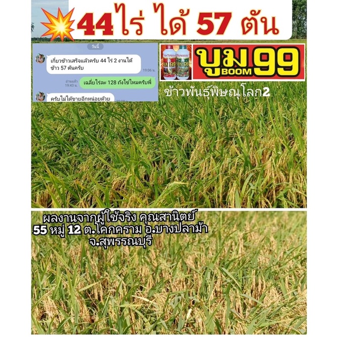 บูม99-ปุ๋ยน้ำเพิ่มผลผลิต-นาข้าว-ไร่อ้อย-ไร่มัน-ทุเรียน-ข้าวโพด-พืชผักทุกชนิด