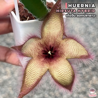 เก๋งจีน ดอกปลาดาว Huernia Hirsuta hybrid แคคตัส กระบองเพชร cactus&succulent