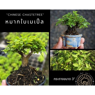 หมากเมเปิ้ล [Chinese Chastetree] 🌿บอนไซจิ๋ว กระถาง 3”