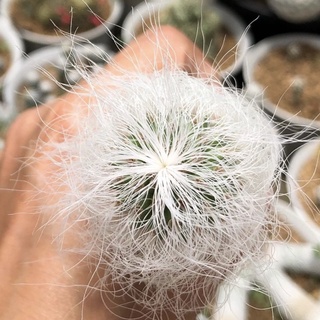 ใครได้ไปฝากหวีหนวดให้ปู่ด้วยน้า ย๊าวยาว🤍🤍🤍คุณปู่มาค่า Cephalocereus senilis 👴🏻Old Man Cactus