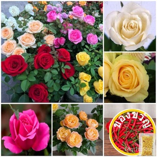Biji Bunga - Bunga Mawar | Flower Seed - Rose | 花种子 - กุหลาบ​​กระโปรง/กุหลาบ/แอปเปิ้ล/มะละกอ/สร้อยข้อมือ/แม่และเด็ก/ผักก
