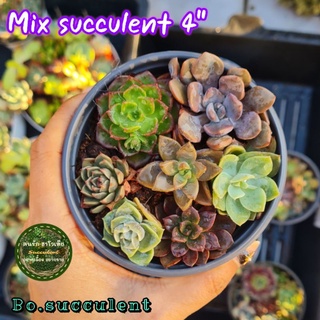 Mix succulent ไม้รวมอวบน้ำ ไม้อวบน้ำ ไม้รวม