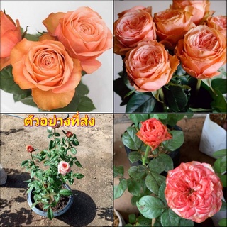 (1ต้น) ดอก ต้น กุหลาบ คาฮาร่า คาฮาล่า Kahara rose buncha