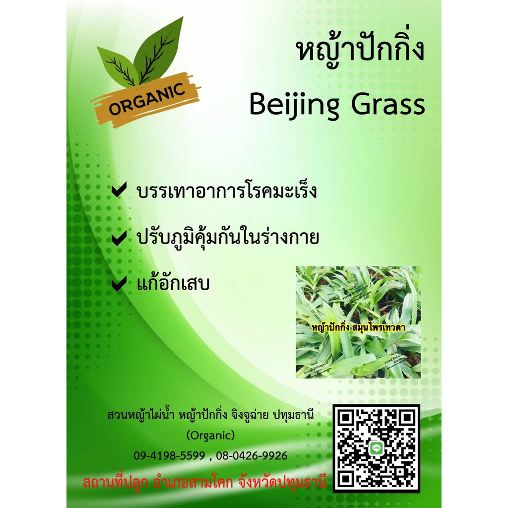 หญ้าปักกิ่งสด-ปลูกorganic100-แถมชาปักกิ่ง