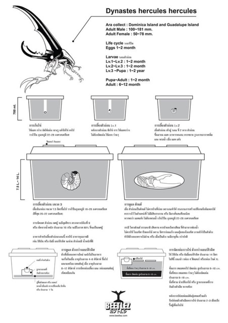 ichiban-mat-for-rhino-beetles-อาหารหนอนกว่าง-สูตรพรีเมี่ยม-สำหรับหนอนกว่าง-สามารถเท-พร้อมใช้-สะดวกไม่ต้องผสมน้ำ