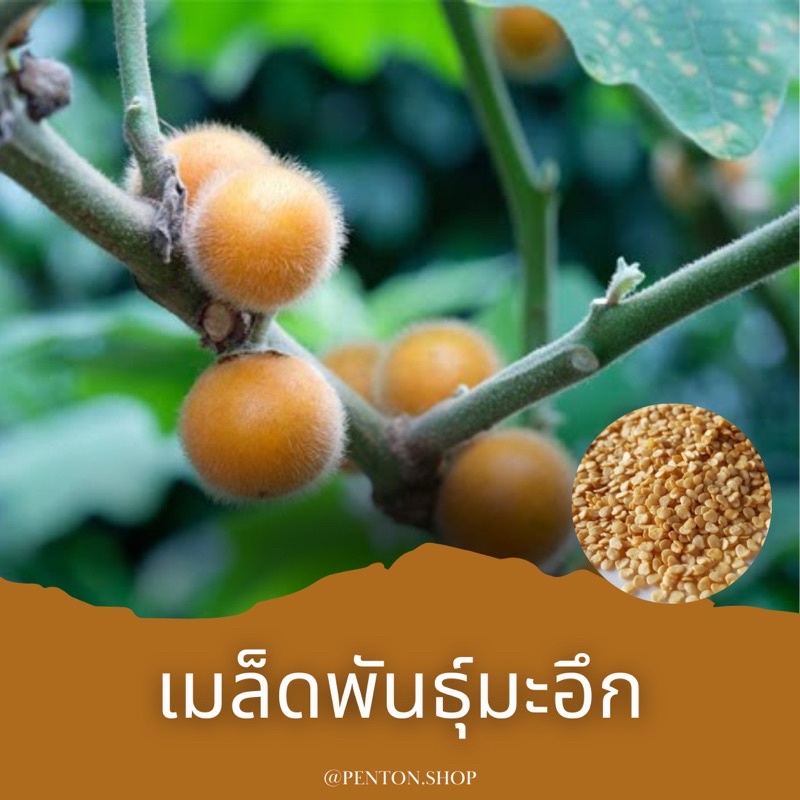 เมล็ดพันธุ์มะอึก-20-เมล็ดอ่านขั้นต่ำก่อนสั่งค่ะ-ขั้นต่ำ-สั่งสินค้าภายในร้าน30บาทขึ้นไปค่ะ