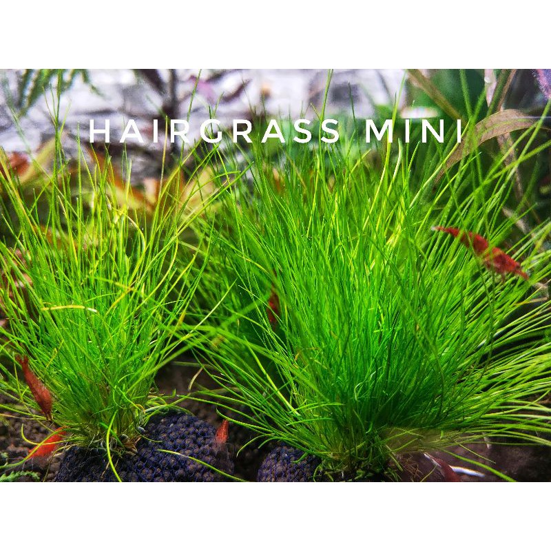 Hairgrass mini ใบน้ำแล้วมีรากพร้อมลงปลูก | Shopee Thailand