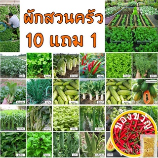 เมล็ดอวบอ้วน100%เมล็ดพันธุ์ผักสวนครัว ปลูกง่าย โตไว ไม่นานได้เก็บทานเมล็ดพืชคุณภาพสูงZinniaPurityKaleCabbageMixedWhiteCo