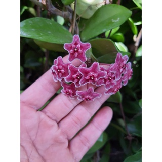 Hoya carnosa red โฮย่า คาโนซ่า ดอก แดง ไม้นิ้ว,Hoya carnosa red ,. ชื่อสินค้ากระถาง 4 นิ้ว