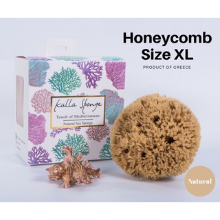 ภาพหน้าปกสินค้าฟองน้ำธรรมชาติ ชนิด Honeycomb ขนาด XL สีน้ำตาล (FREE EMS!!) ที่เกี่ยวข้อง