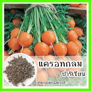 พร้อมส่ง ❗ รหัส 102 เมล็ดพันธุ์ OP แท้   แครอทกลม ปาริเซียน - Parisian Carrot เมล็ดแครอท เมล็ดพันธุ์พืช ปลูกผัก เมล็ดพัน