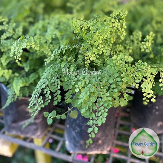 Flower Garden F151 เฟิร์นก้านดำ "เฟิร์นก้านดำใบเล็ก" (Bush Maidenhair Fern/Common Maidenhair Fern) ถุงดำ