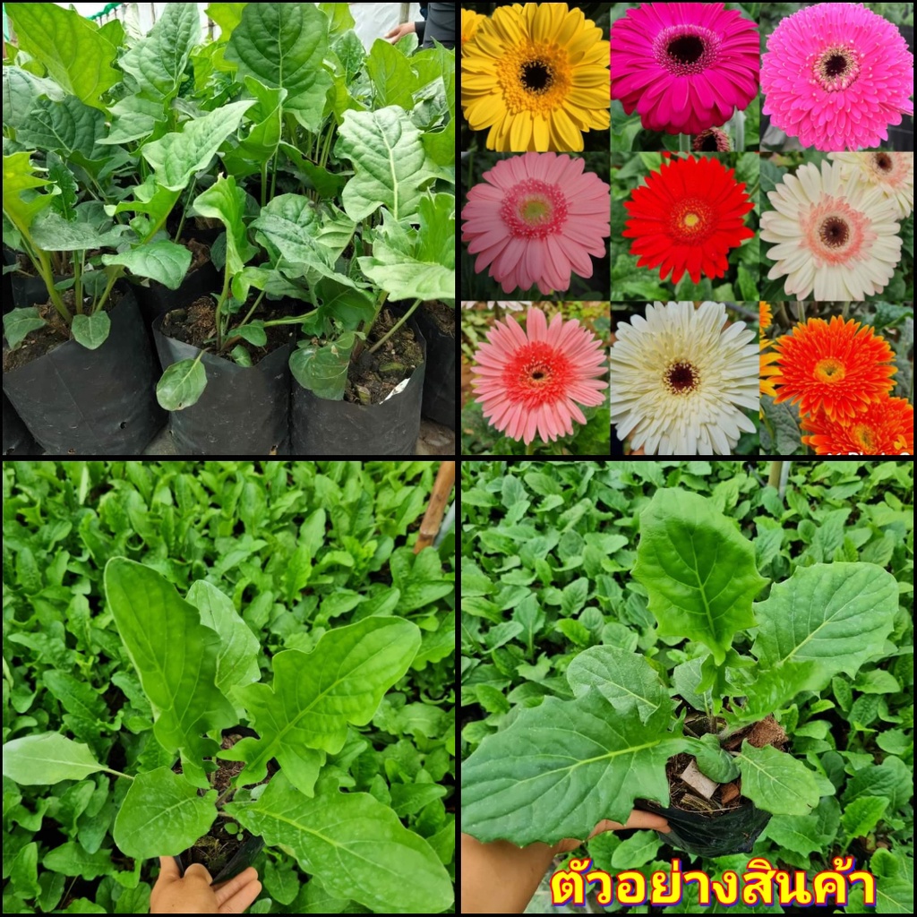 9สีx9ต้น-vาย-ต้นพันธุ์-ดอก-ต้น-ดอกเยอบีร่า-เยอบีร่า-gerbera-ณัฐณิชา