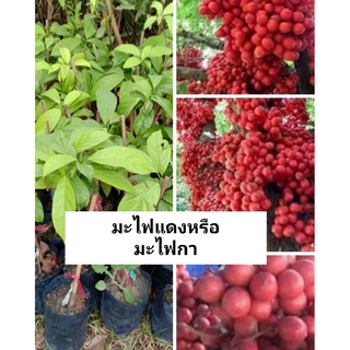 ต้นมะไฟแดง ส้มไฟป่า ส้มไฟดิน มะไฟเต่า มะไฟกาแดง ไม้ยืนต้น สูง 6-10 เมตร ต้นเสียบยอด ต้นละ 299 บาท