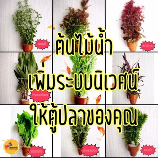 ภาพหน้าปกสินค้าต้นไม้จริง ไม้น้ำ🌱 แบบใส่กระถาง เพิ่มระบบนิเวศน์ให้ตู้ปลาของคุณ ที่เกี่ยวข้อง