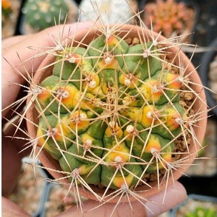 cake-cactus-farm-กระบองเพชร-gymnocalycium-mihanovichii-variegated-cat-eye-ยิมโนด่าง-แคทอาย-โคลนเพชรแต้มสี