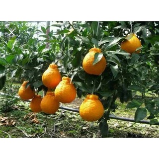 DekoPaog Orange  ส้มญี่ปุ่นมาแรง ว่ากันว่า อร่อยที่สุดในโลกเลยเชียว  ไร้เมล็ด ลูกใหญ่ เนื้อแน่นฉ่ำ ต้นละ 239 บาท
