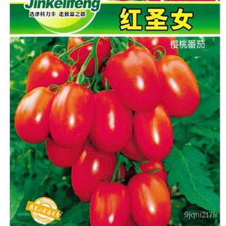 เมล็ด ขายดี/เมล็ด มะเขือเทศเชอรรี่แดง*** Red Roma Tomato  สายพันธุ์ OP จำนวน 200 เมล็ด/เมล็ด เมล็ดพันธุ์ ต้น