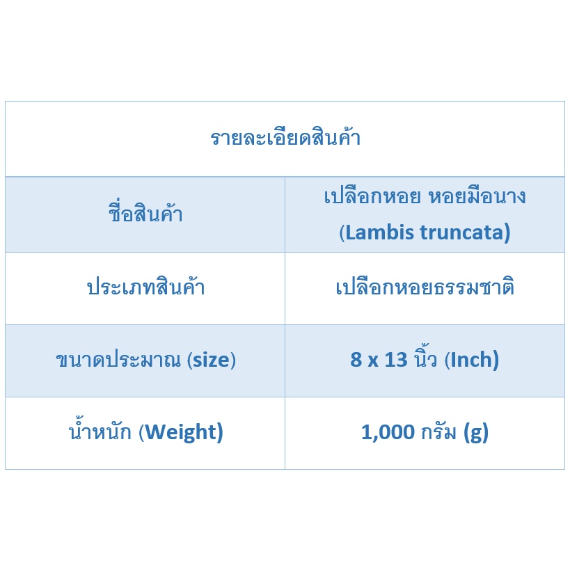 andaman-seashell-เปลือกหอย-หอยมือนาง-lambis-truncata