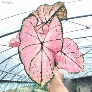 จัดส่งในพื้นที่ ต้นบอนสี "ราชินีใบไม้" 100เมล็ด Caladium Seeds Seed plants ต้นบอนสีหายาก เมล็ดดอกไม้ เมล็ดบอนสี เมล็ดพัน