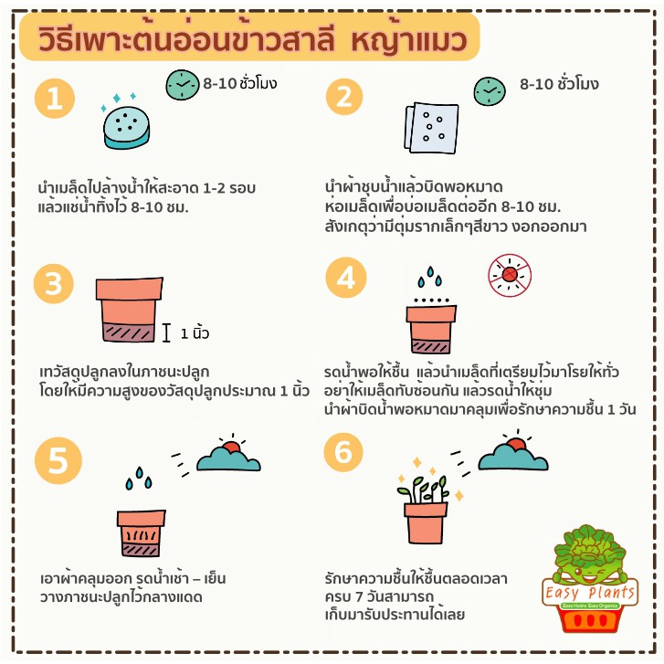 เมล็ดข้าวสาลี-เพาะปลูก-หญ้าแมว-สำหรับปลูก-และทำน้ำอาร์ซี-อัตราการงอก-99-พันธุ์ฟาง-60-เมล็ดข้าวสาลี-ข้าวสาลี