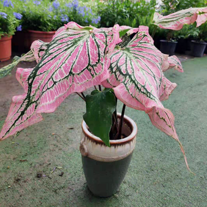 เมล็ดพันธุ์-บอนสี-เมล็ด-mixed-caladium-seeds-rare-flower-seeds50-เมล็ด-ไม่ใช่พืช