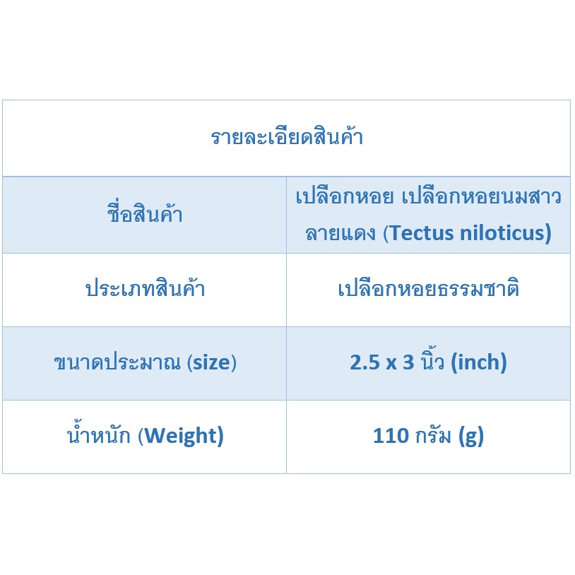 andaman-seashell-เปลือกหอย-เปลือกหอยนมสาวลายแดง-tectus-niloticus