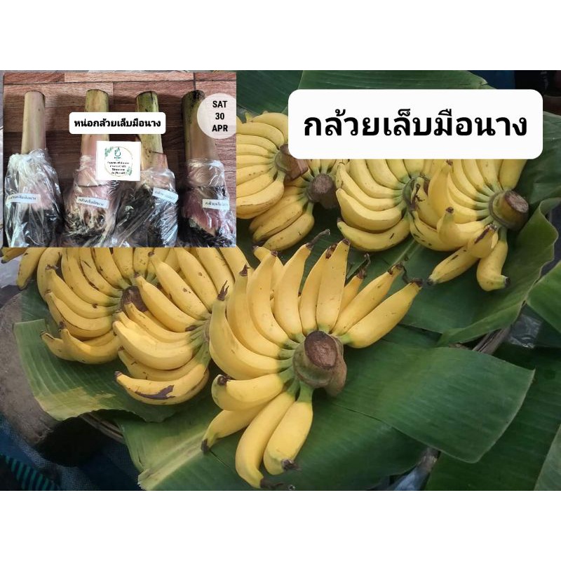 หน่อพันธุ์กล้วยเล็บมือนาง-กล้วยภาคใต้