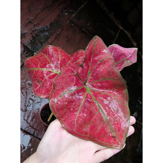 บอนบับเบิ้ล แดงจัดๆ caladium