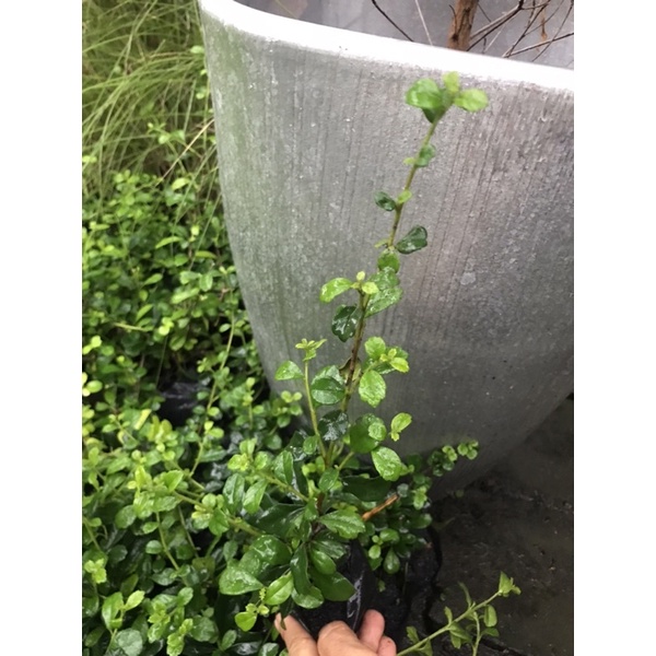 ต้นชาฮกเกี้ยน-หรือชาดัด-อยู่ในถุงดำ-สูง-10-30-เซนติเมตร-10-ต้น-50-บาท