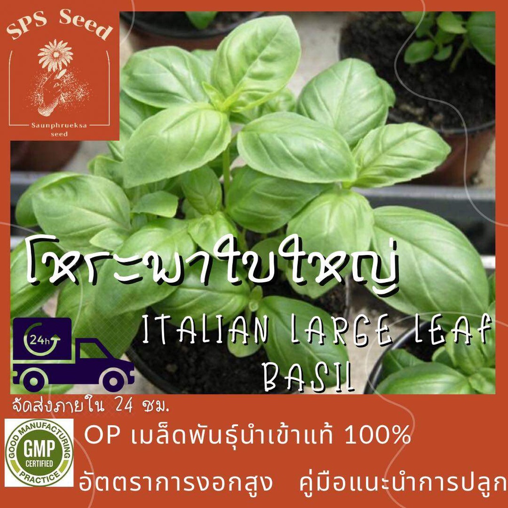 เมล็ดพันธุ์ โหระพาใบใหญ่ Italian Large Leaf Sweet Basil 400 เมล็ด