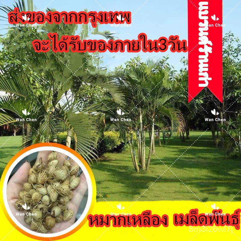 เมล็ดพันธุ์-ถูก-คละ-เมล็ดหมากเหลือง-เมล็ดพันธุ์ต้นหมากเหลือง-10-เมล็ด-areca-palm-seeds-plant-seed-ต้นไม้ฟอกอากาศ-ต้นไม้