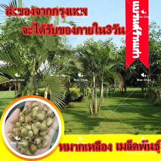 （เมล็ดพันธุ์ ถูก คละ）เมล็ดหมากเหลือง เมล็ดพันธุ์ต้นหมากเหลือง 10 เมล็ด Areca Palm Seeds Plant Seed ต้นไม้ฟอกอากาศ ต้นไม้