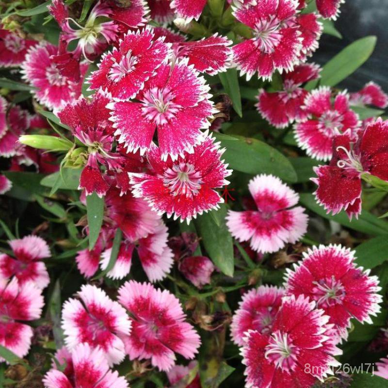 เมล็ดพันธุ์-ถูก-คละ-200แคปซูล-ถุง-เมล็ดพันธุ์-ดอกผีเสื้อ-dianthus-seeds-mix-สามารถปลูกได้ทั่วประเทศไทย-เมล็ดพันธุ์-ไม