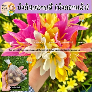 ภาพย่อรูปภาพสินค้าแรกของหัวดอกไม้ราคาพิเศษ  บัวดินมีให้เลือกหลายสี