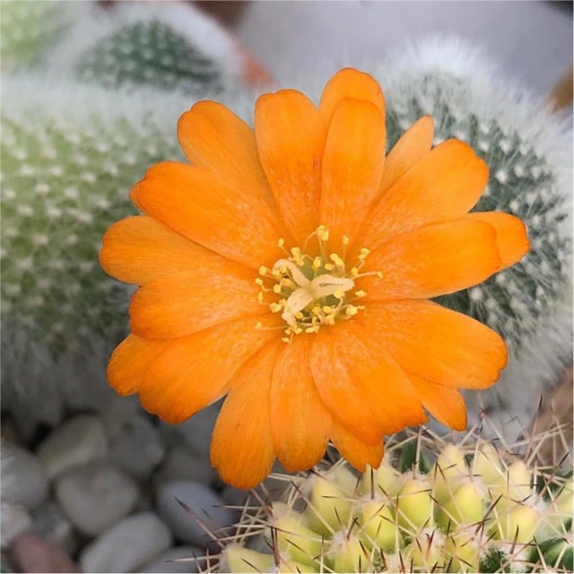 rebutia-muscula-orange-snowball-โคลนนำเข้าจากยุโรป