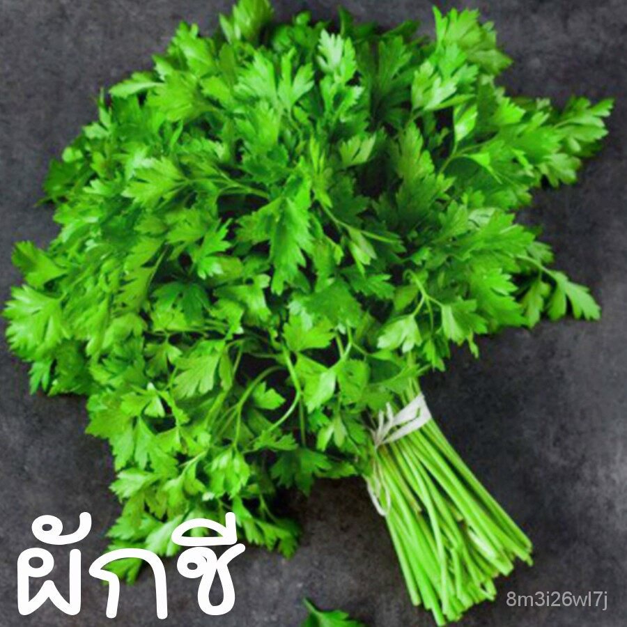 อินทรีย์-ต้น-ดอก-ผักชีถูกที่สุด10บ-เมล็ดพันธุ์ผักชี-100-เมล็ดงอกดีโตเร็ว-oety