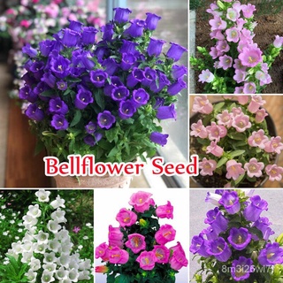 （เมล็ดพันธุ์ ถูก คละ）Mix Colour 200PCS Bellflower Seeds Bonsai Flower Seeds for Planting เมล็ดดอกไม้ บอนไซ บอนสีหายาก Pl