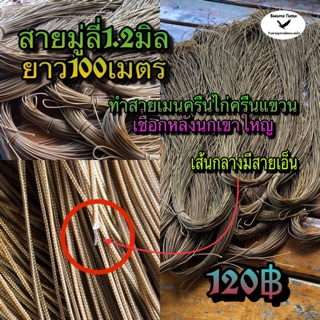 ภาพหน้าปกสินค้าสายมู่ลี่ สายมู่ลี่1.2มิลสีน้ำตาล ยาว100เมตร สายมู่ลี่ทำสายเมนครืนไก่ สายเมนครืนครืนนก สายเมนครืนแขวน ทำสายหลังนกเขาใหญ่ ที่เกี่ยวข้อง