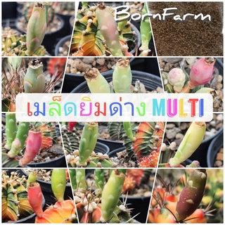 [โปร 50เมล็ด 15บาท] ยิมโนด่างหลากหลาย Multi50 มิกซ์ - Gymno MultiColor Mix Seeds