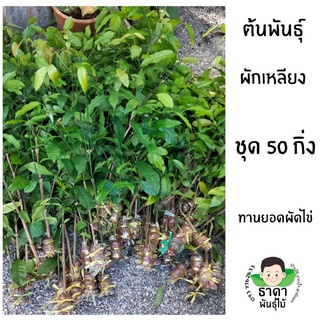 กิ่งพันธุ์ผักเหลียงผัดเหลียงผัดไข่ ชุด50กิ่ง