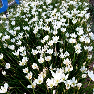 (ลดเพิ่ม 50% สูงสุด 100 ใส่โค้ด INCLV33) บัวดินดอกขาว / ชุดละ 10 หัว/ ให้ดอกดกดอกทนถึง 5 วัน /น่าสะสม