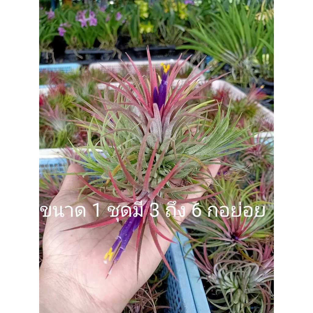 ขาย-ต้นพันธุ์-ต้น-ต้นทิลแลนด์เซีย-tillandsia-ทิลแลนด์เซีย-ตีนเป็ด-ต้นทิลแลนด์เซียตีนเป็ด-ทิลแลนเซีย-fadel